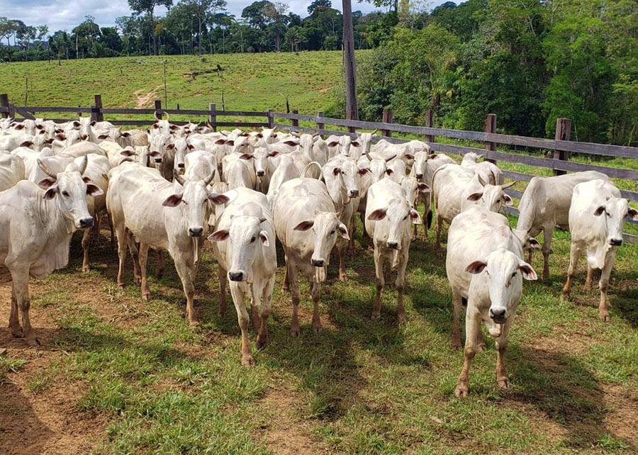 Criação de bezerros no Acre precisa se modernizar para garantir sustentabilidade da pecuária