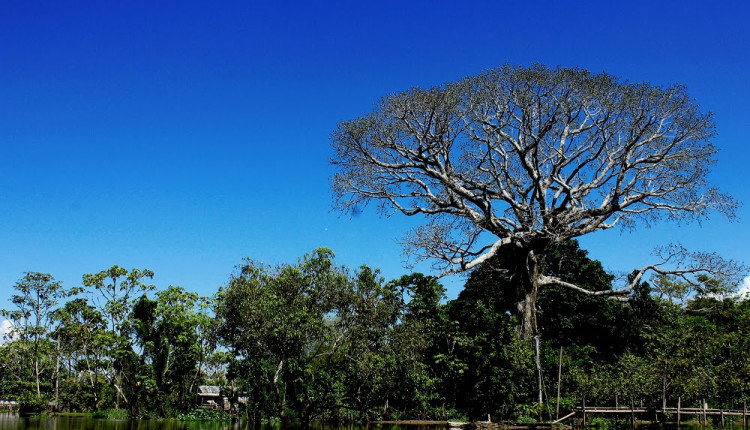Embrapa e parceiros discutem desafios climáticos da Amazônia em evento pré-COP