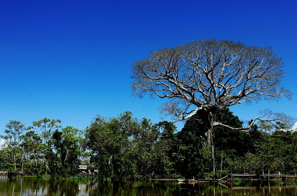 Embrapa e parceiros discutem desafios climáticos da Amazônia em evento pré-COP