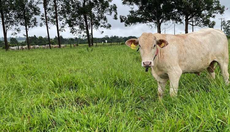 FAPESP aprova projeto para diagnóstico e monitoramento de pastagens