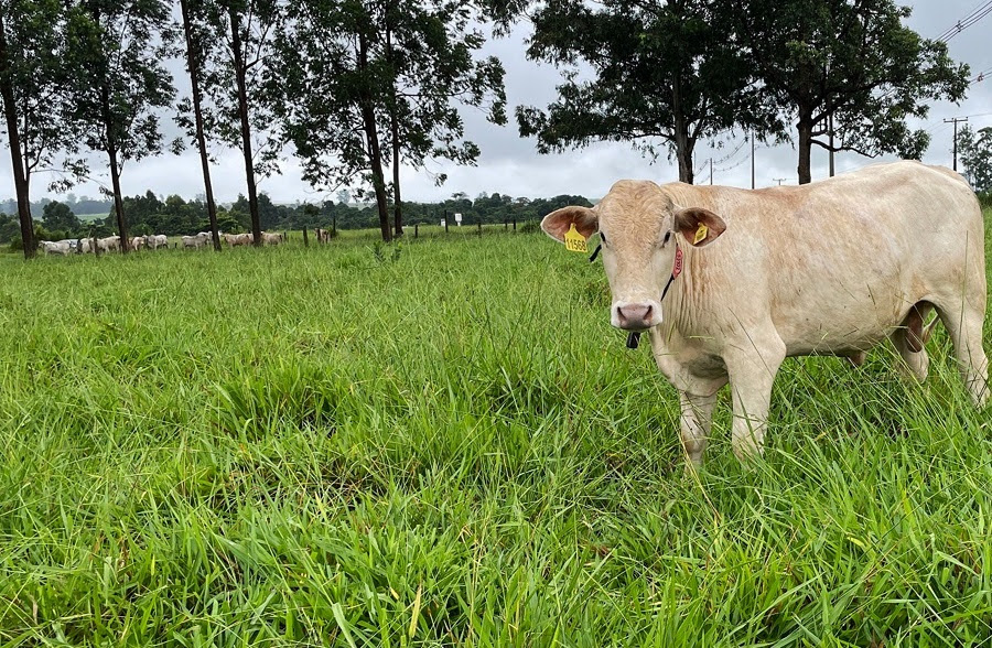 FAPESP aprova projeto para diagnóstico e monitoramento de pastagens