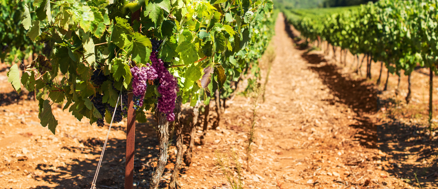IHARA lança dois fungicidas com moléculas inéditas no Brasil para as culturas da maçã, melão e uva