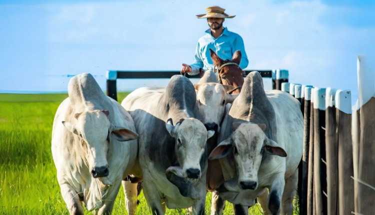 vaqueiro tocando a boiada - touros nelore po - pastagem