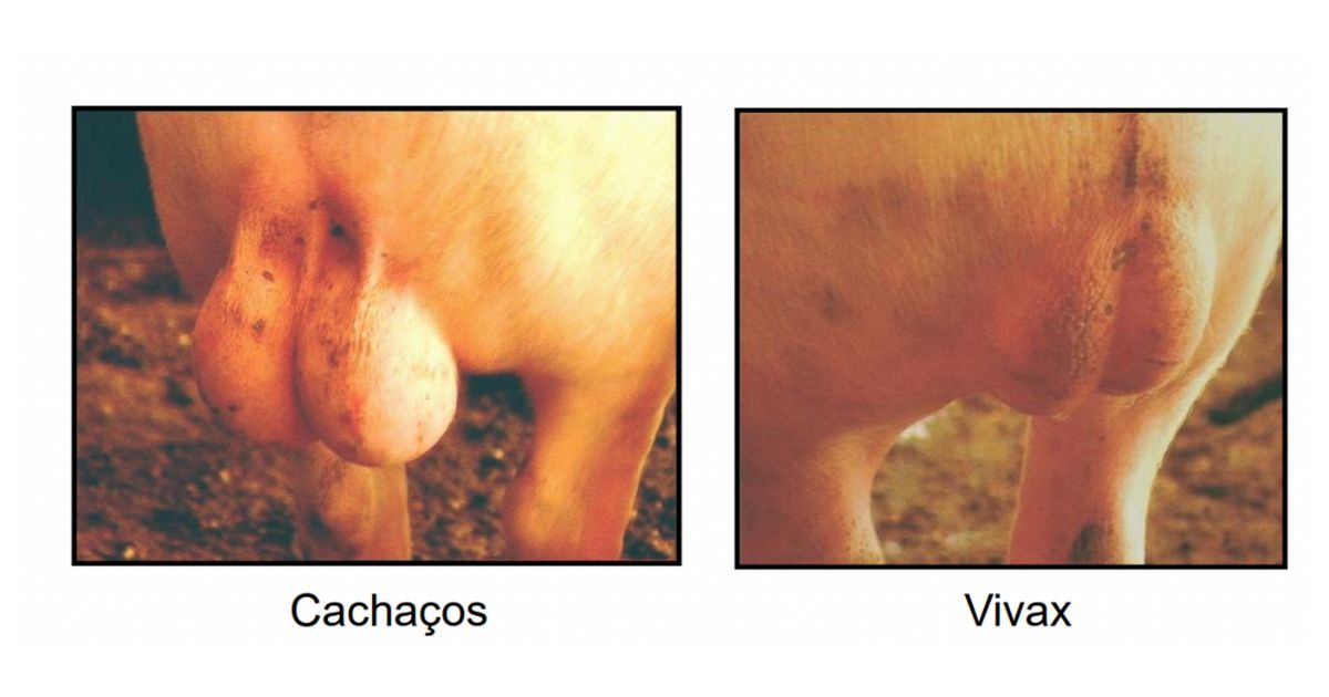 vivax zoetis imunocastracao