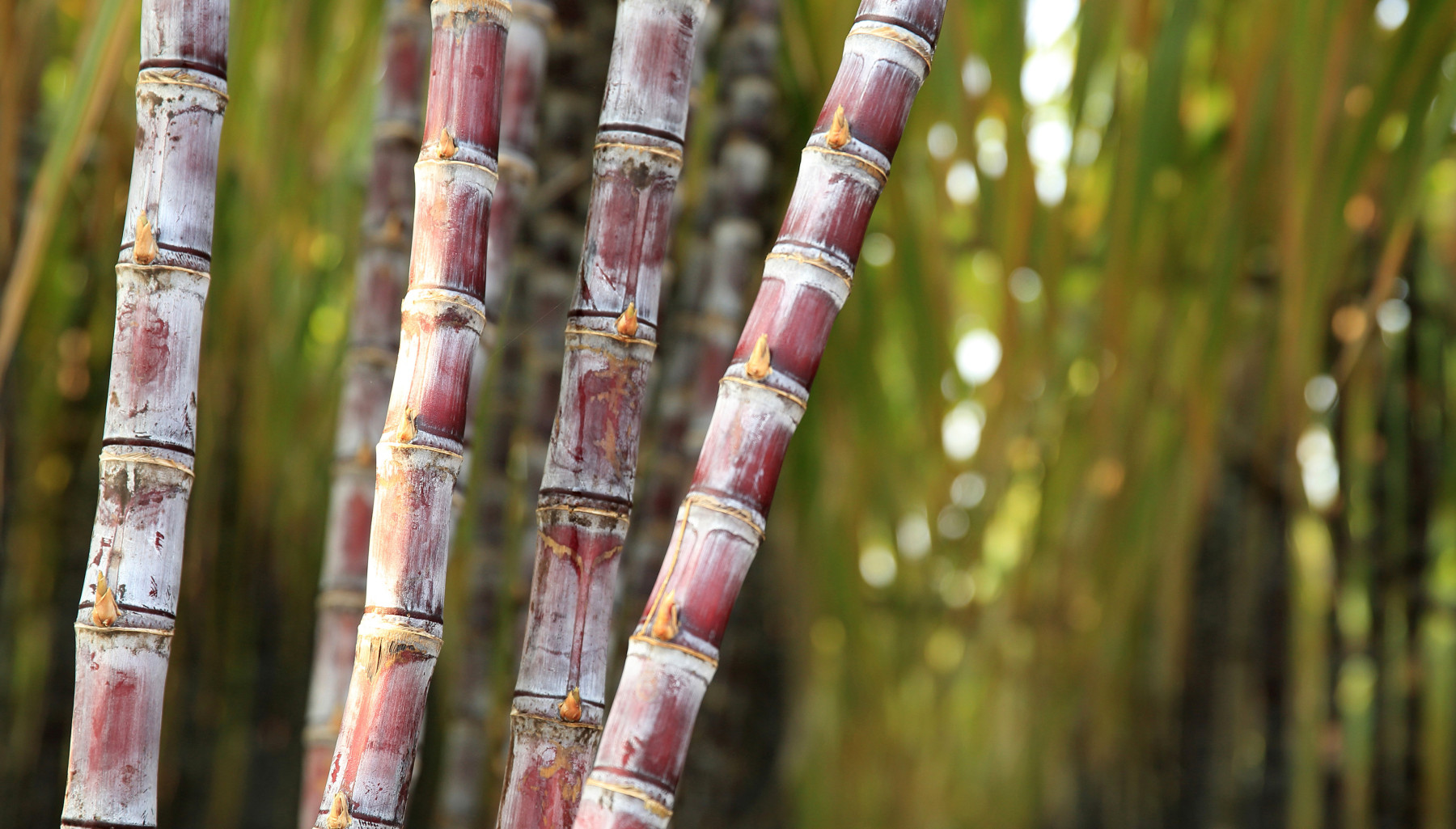 Safra de cana-de-açúcar 2025/26: produtores adotam tecnologias para enfrentar perdas climáticas e elevar qualidade da matéria-prima