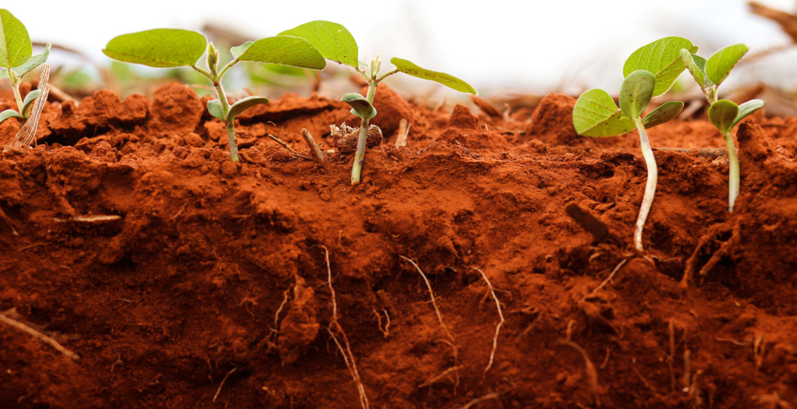 Bioinsumos impulsionam inovação e crescimento no agronegócio