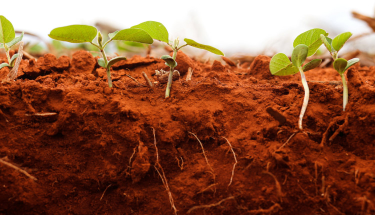 Bioinsumos impulsionam inovação e crescimento no agronegócio