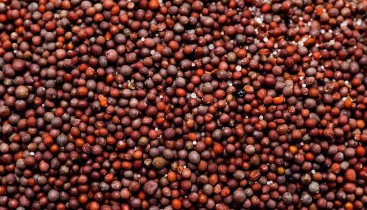 Abertura de mercado agrícola para o Brasil na África do Sul