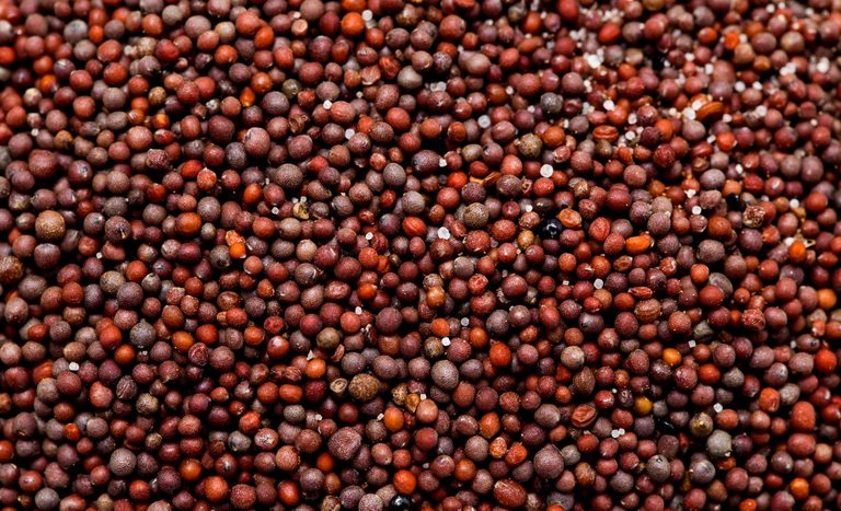 Abertura de mercado agrícola para o Brasil na África do Sul