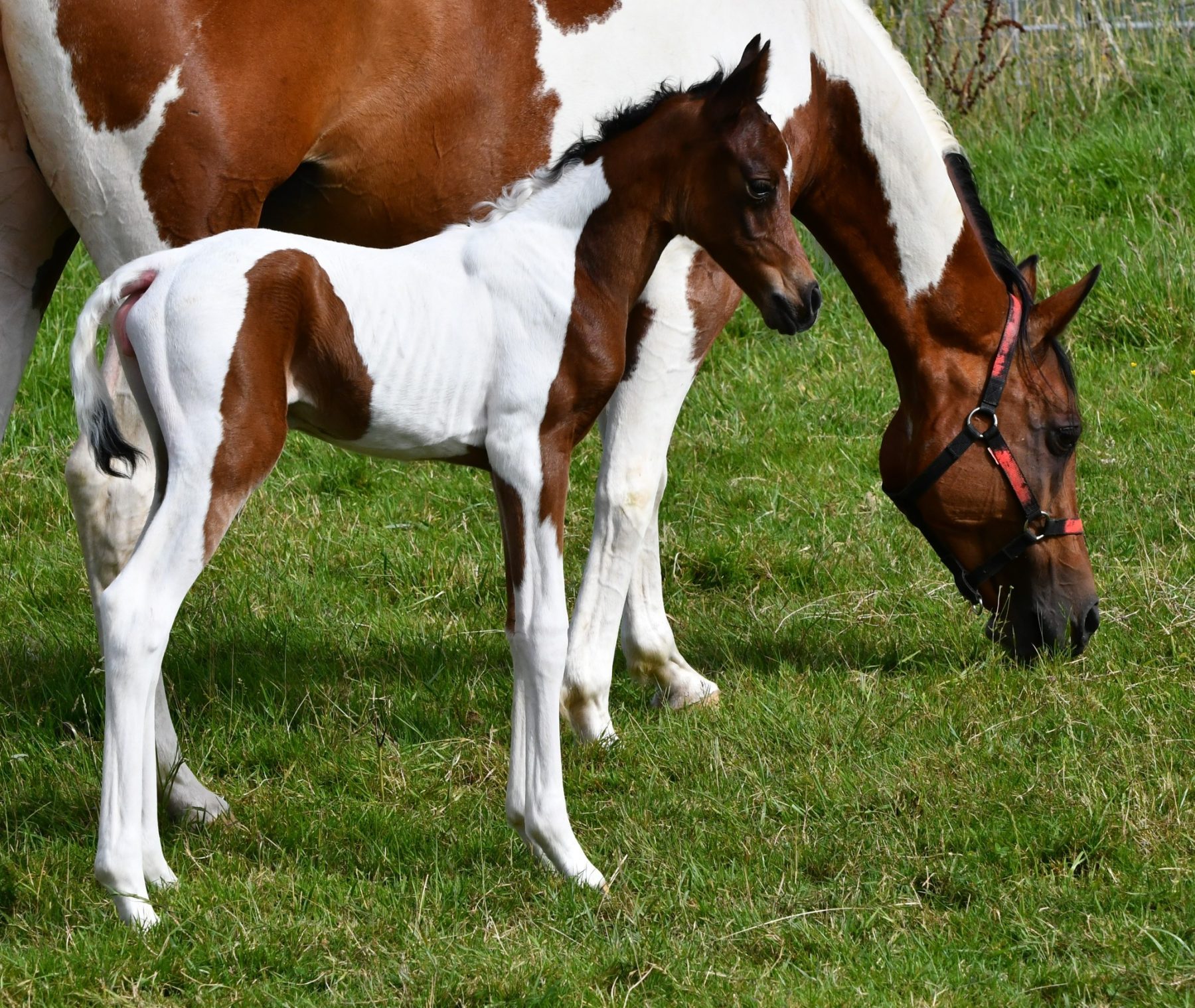 Descubra o Cavalo Pintabiano, raça rara com mais de 99% de sangue árabe e pelagem tobiana única, símbolo de beleza e exclusividade equestre.