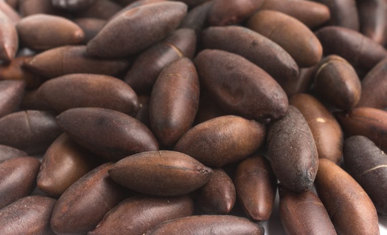 Abertura de mercado na União Europeia para castanhas de Baru