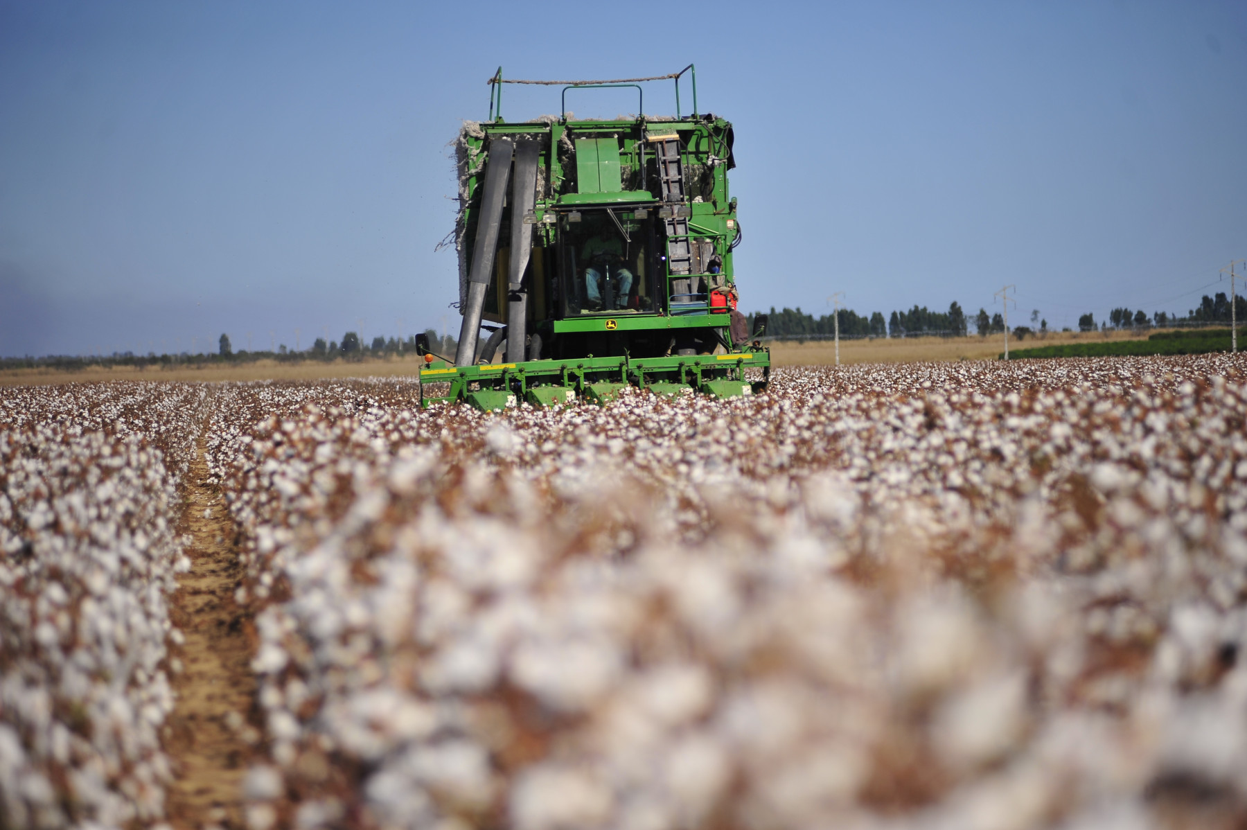 Safra 2024/2025 começa a ganhar ritmo no Oeste da Bahia, com expectativa de quase 788 mil toneladas de algodão beneficiado