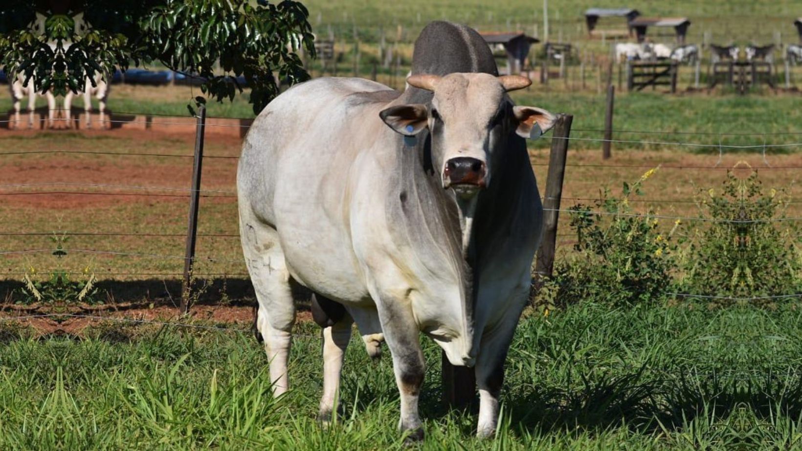 Badalado Aymore - touro Nelore PO - CRV Lagoa