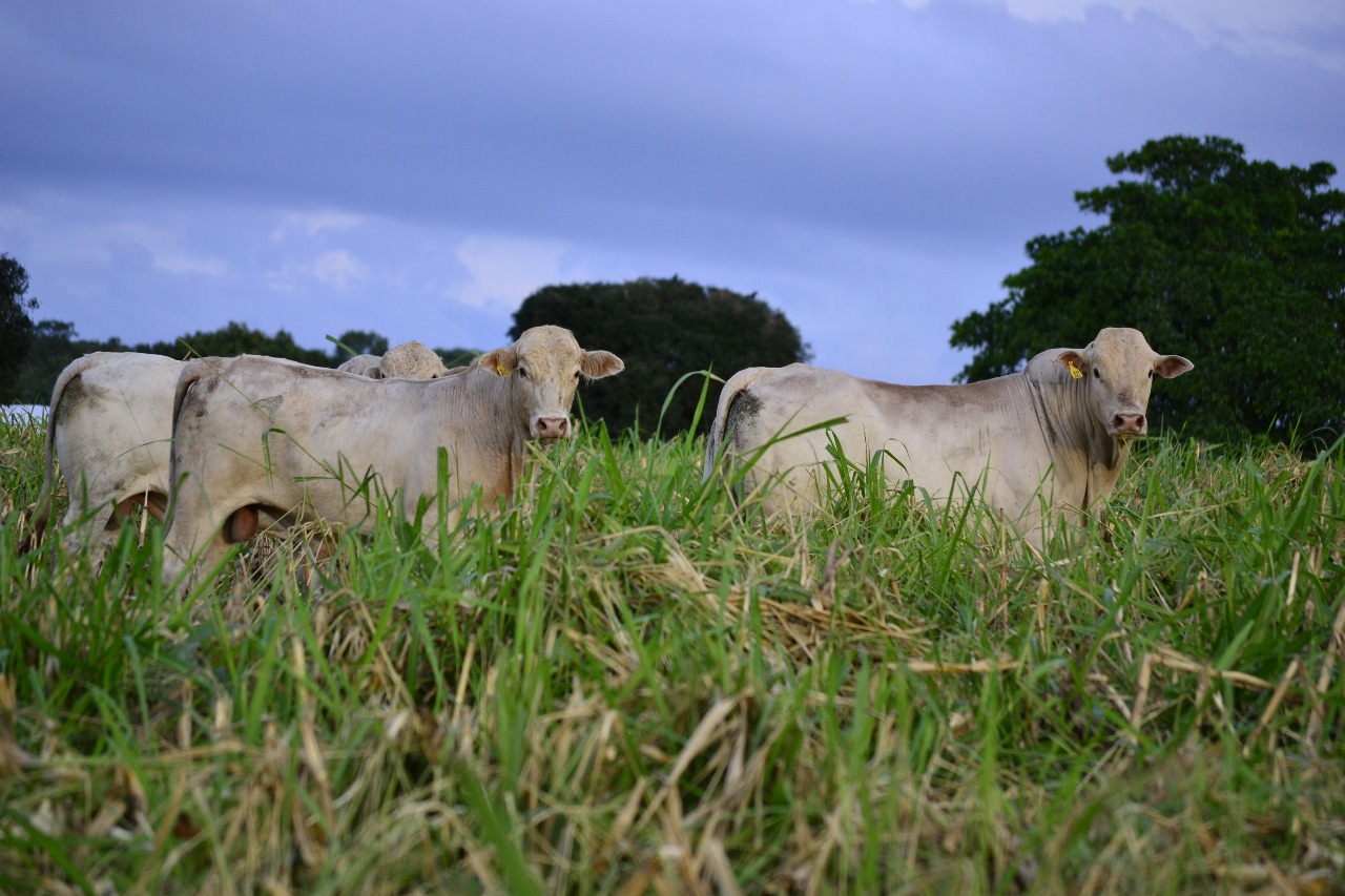 Foto: Canchim APPGO / @canchim_appgo