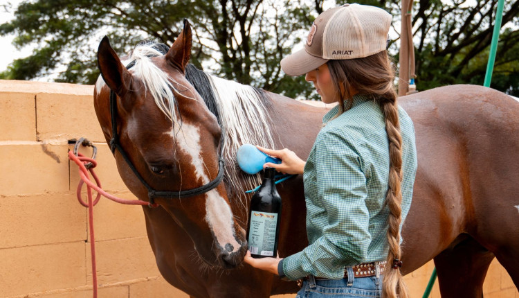 Cuidados com os equinos - bem-estar animal - for horse