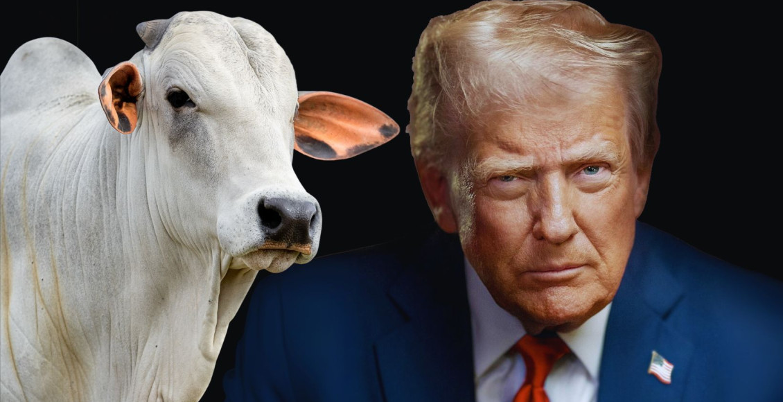 EUA donald trump e as taxas ao brasil - pecuaria brasileira touro nelore