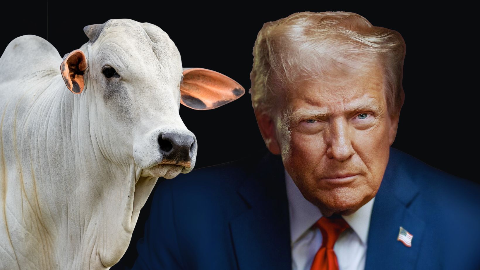 EUA donald trump e as taxas ao brasil - pecuaria brasileira touro nelore