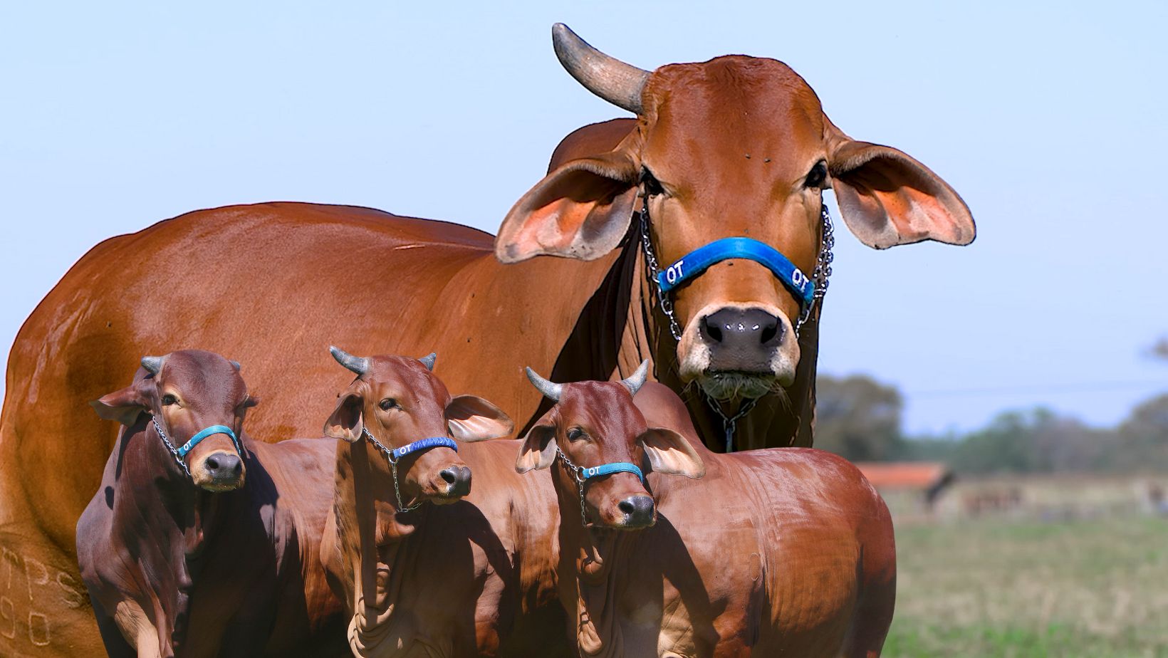 Etica FIV OT com sua progenie - matriz da raca Sind