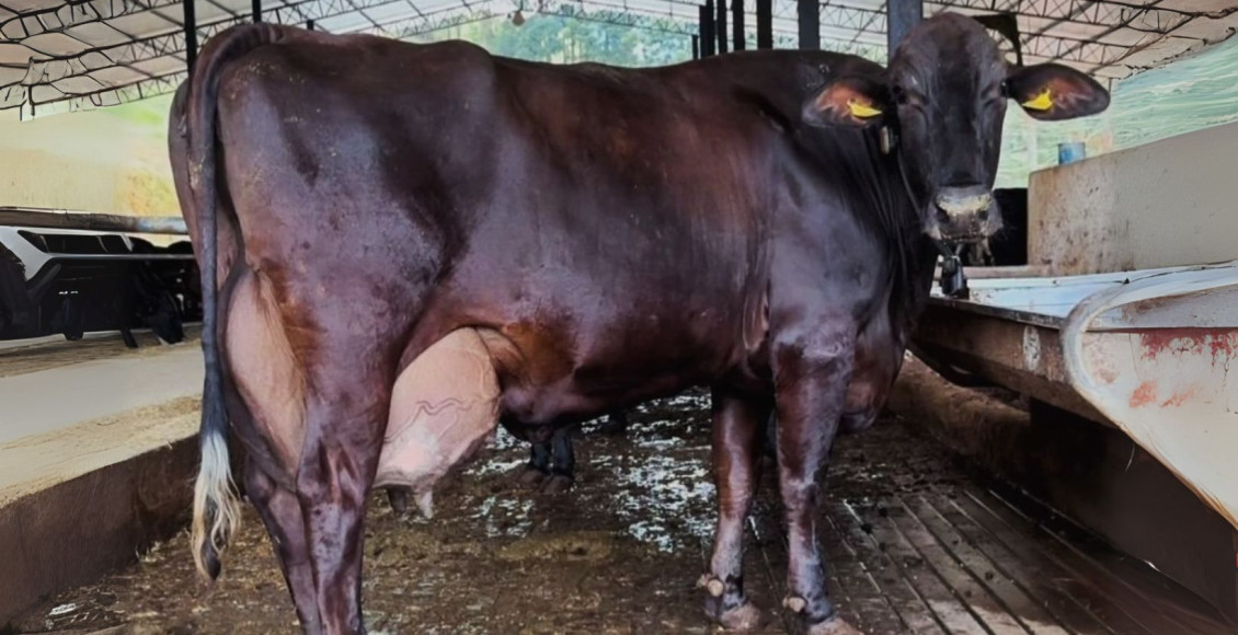 Eva Eros 19041 Campos Lima - Vaca Girolando