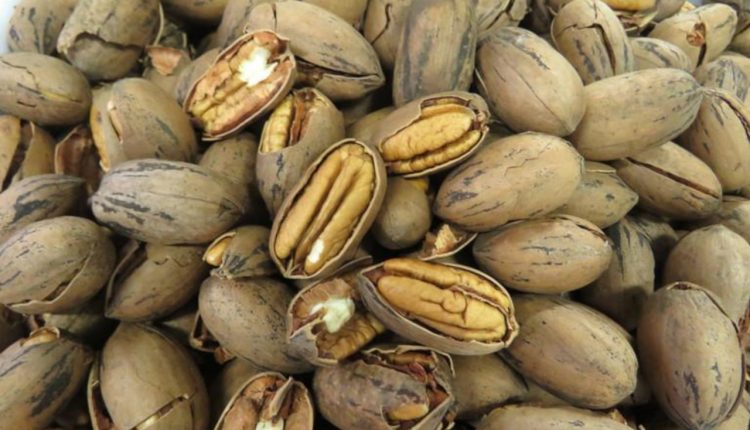 IBPecan busca código comum no Mercosul para noz-pecã e mira novos mercados