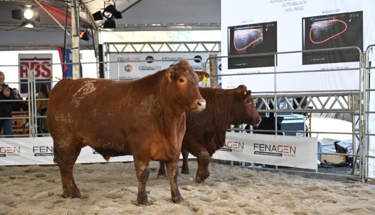 Fenagen Promebo abre com foco em seleção genética e futuro da carne gaúcha