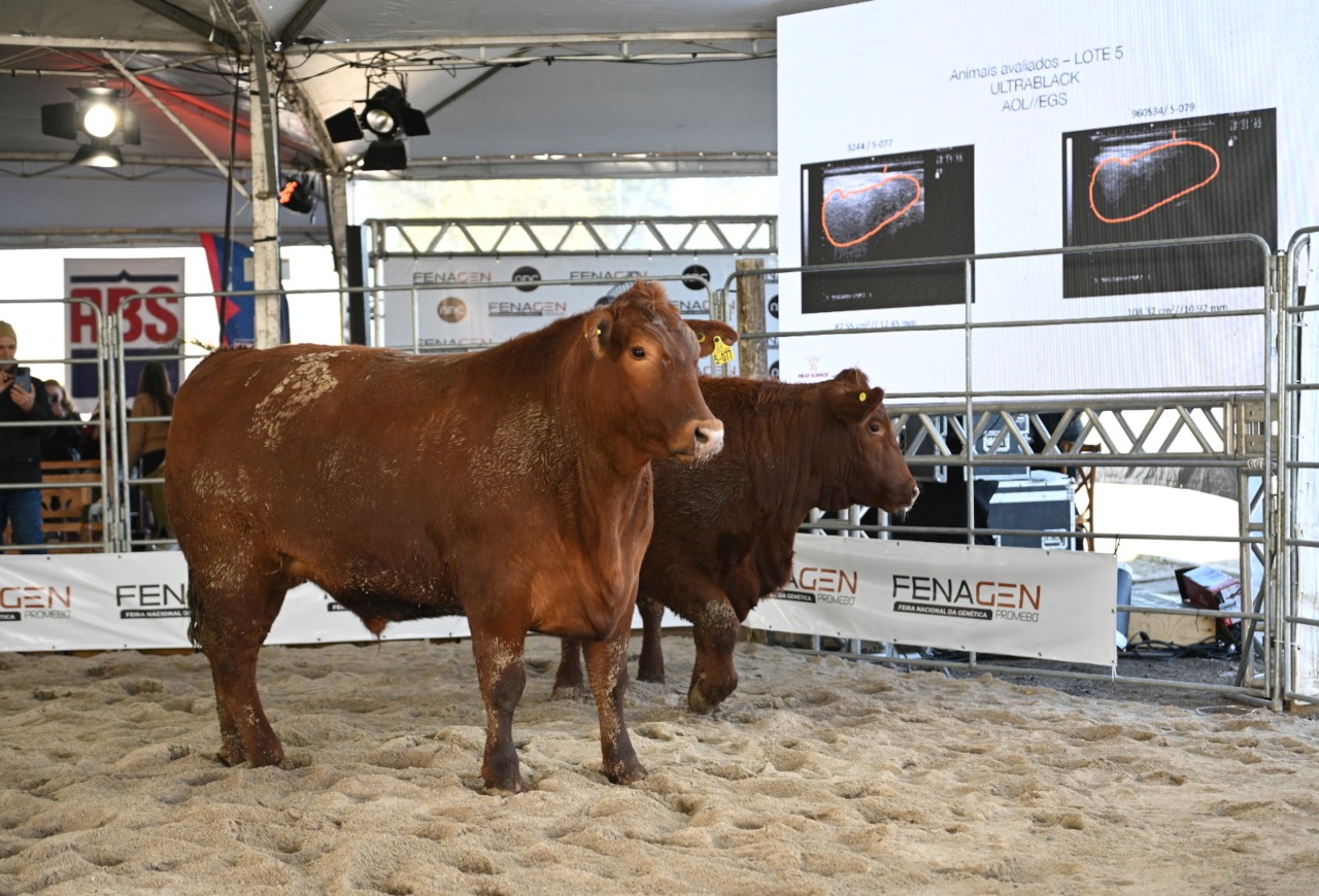 Fenagen Promebo abre com foco em seleção genética e futuro da carne gaúcha