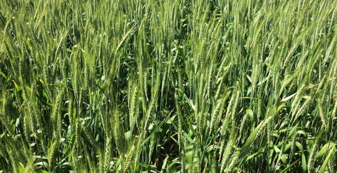 Novas tecnologias podem elevar em até 15% produção de trigo em áreas de seca