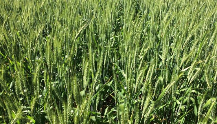 Novas tecnologias podem elevar em até 15% produção de trigo em áreas de seca