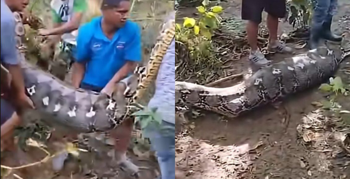 Homem é Engolido por Cobra Gigante de 8 Metros na Indonésia