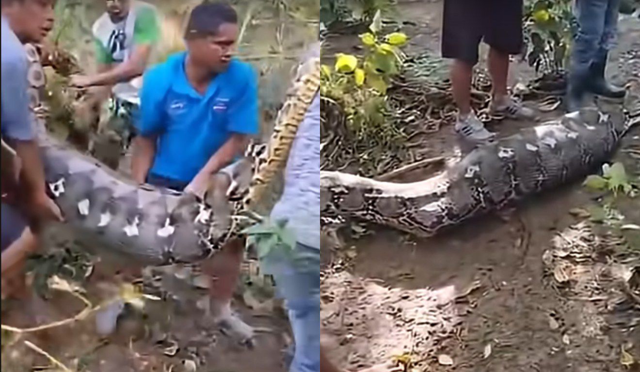 Homem é Engolido por Cobra Gigante de 8 Metros na Indonésia