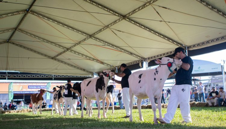 Criadores da raça holandesa já podem fazer inscrições para a 48ª Expointer