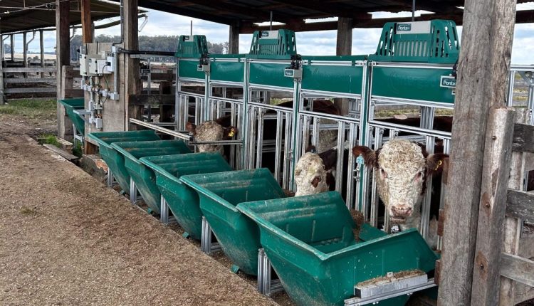 Prova seleciona touros Hereford e Braford que produzem mais consumindo menos alimentos
