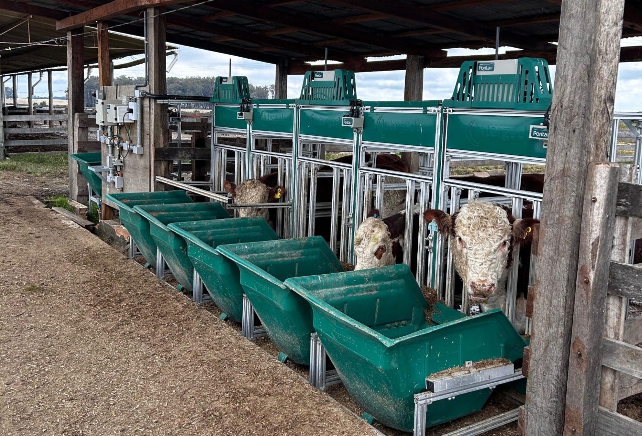 Prova seleciona touros Hereford e Braford que produzem mais consumindo menos alimentos