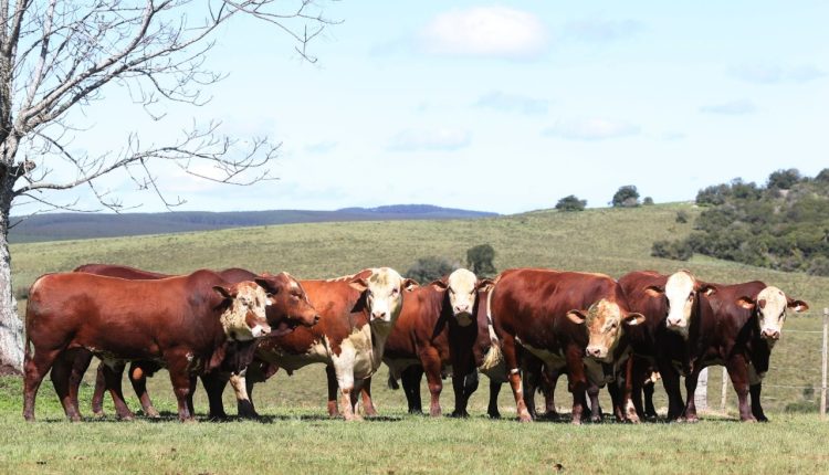Conexão Delta G amplia oferta de touros em leilões e presença nas centrais de inseminação
