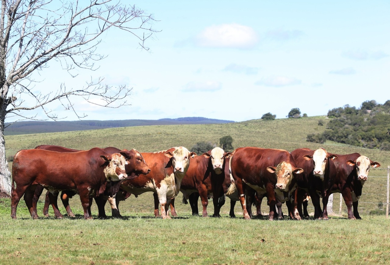 Conexão Delta G amplia oferta de touros em leilões e presença nas centrais de inseminação