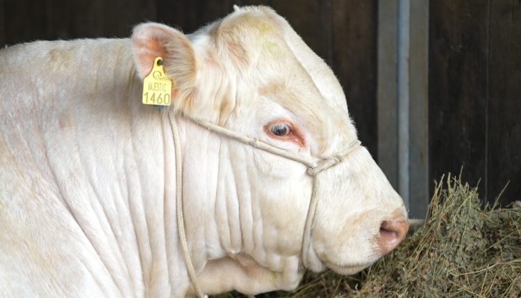 ANC tem expectativa positiva para inscrições de animais na 48ª Expointer