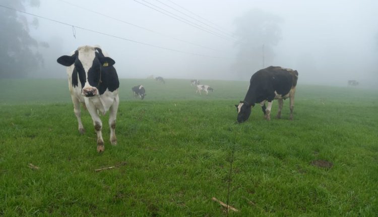 Frio pode reduzir produção de leite por menor consumo de água
