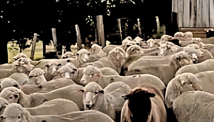 Protocolo de seleção genética e inseminação atinge 95% em taxa de prenhez de ovinos