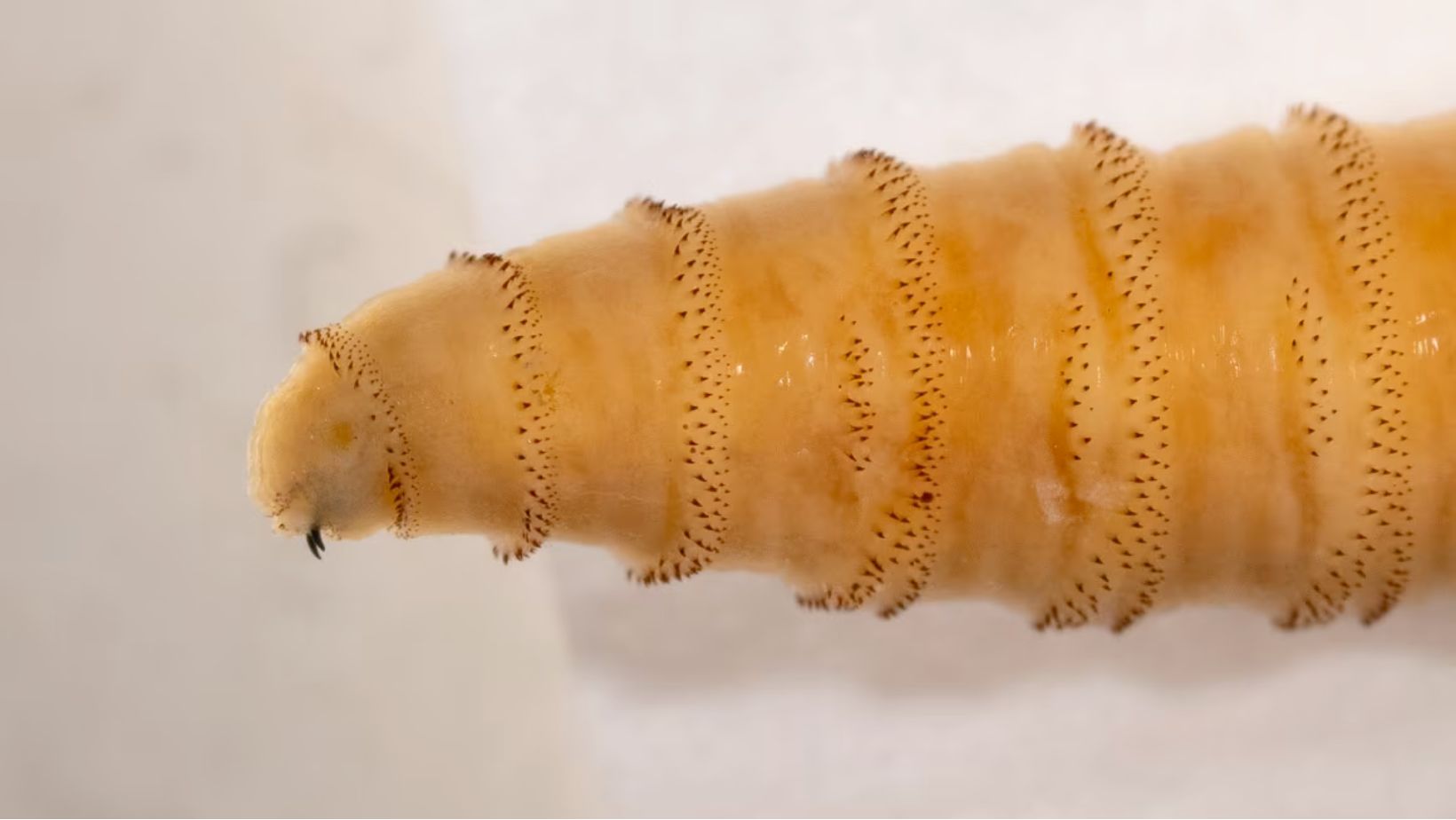 New World screwworm - verme