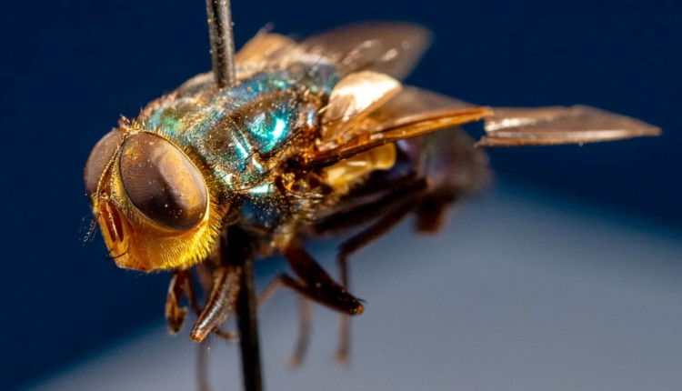 New World screwworms - Cochliomyia hominivorax