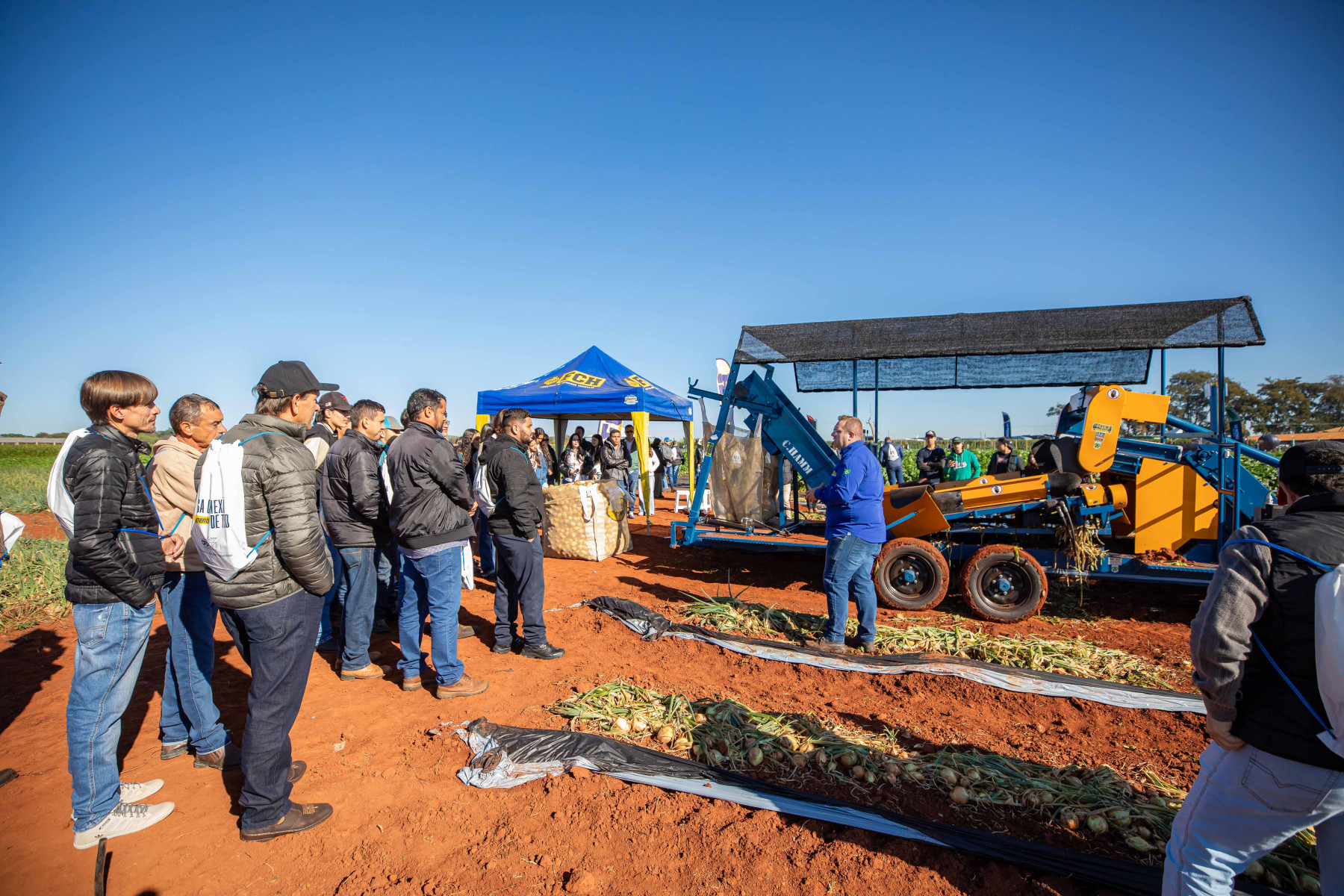 Tecnologia e eficiência impulsionam colheita mecanizada de cebola