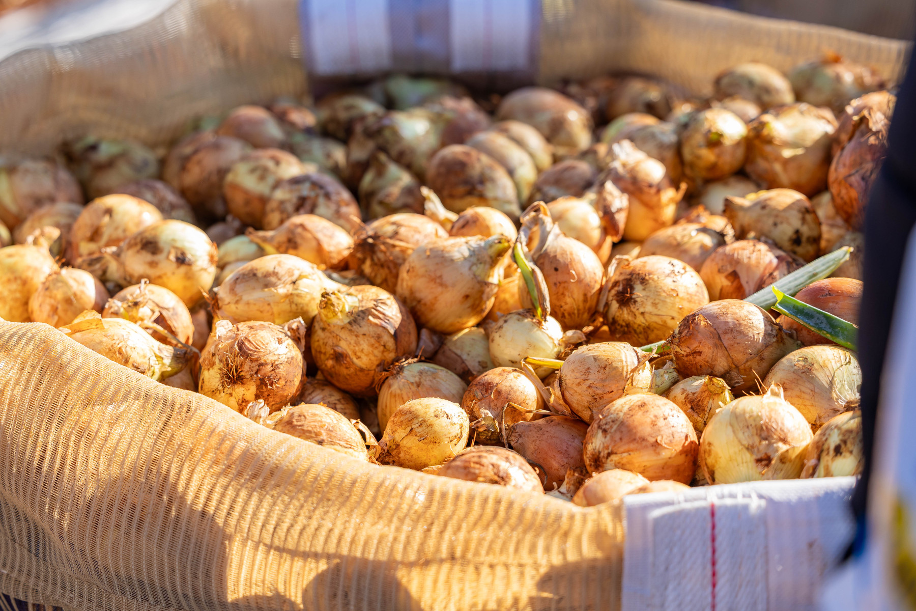Tecnologia e eficiência impulsionam colheita mecanizada de cebola