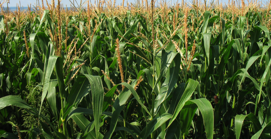 Surto de pragas no Cerrado desafia os produtores de soja e milho. Problemas precisam ser enfrentados com estratégia