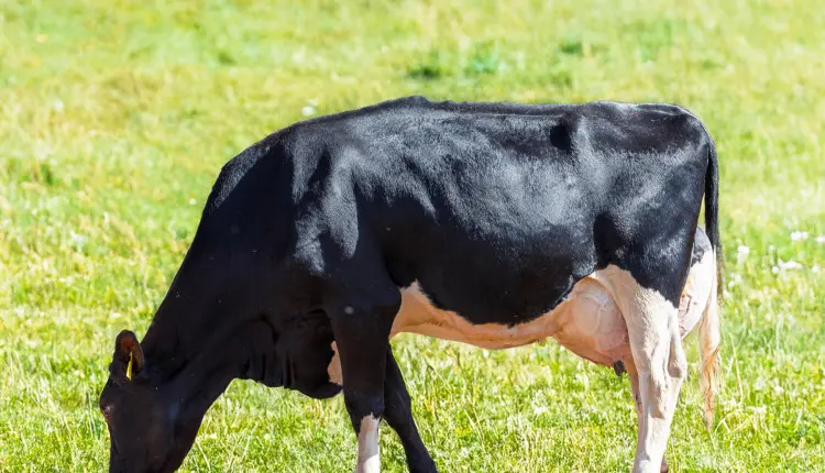 Nutrição de precisão impulsiona fazendas leiteiras rumo à alta performance, aponta Vaccinar