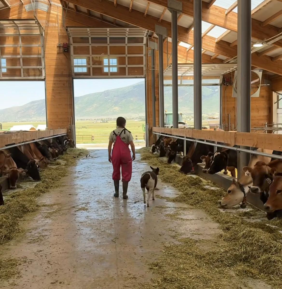 Ballerina Farm e a Raça Jersey: escolhida para impulsionar um negócio multimilionário