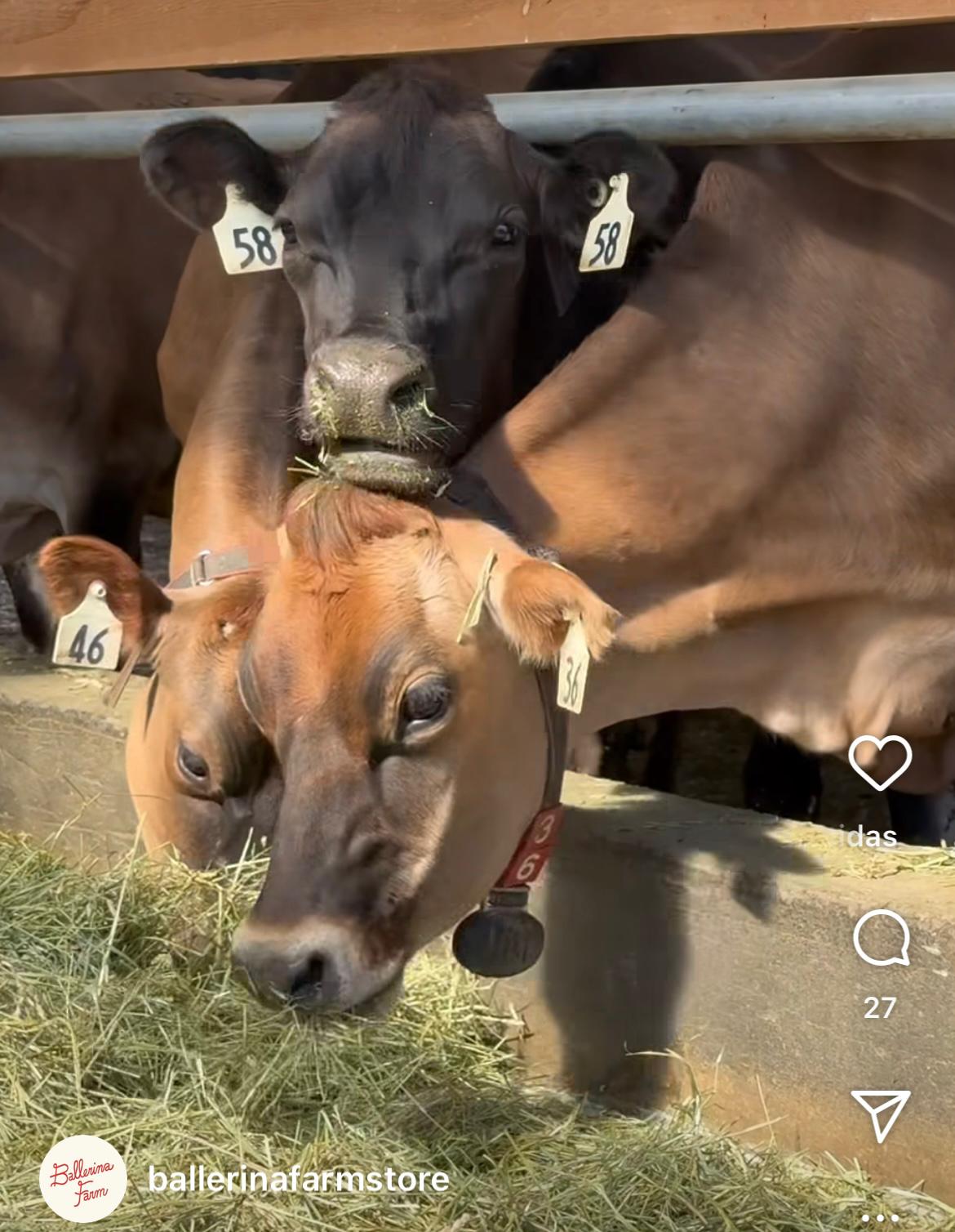 Ballerina Farm e a Raça Jersey: escolhida para impulsionar um negócio multimilionário