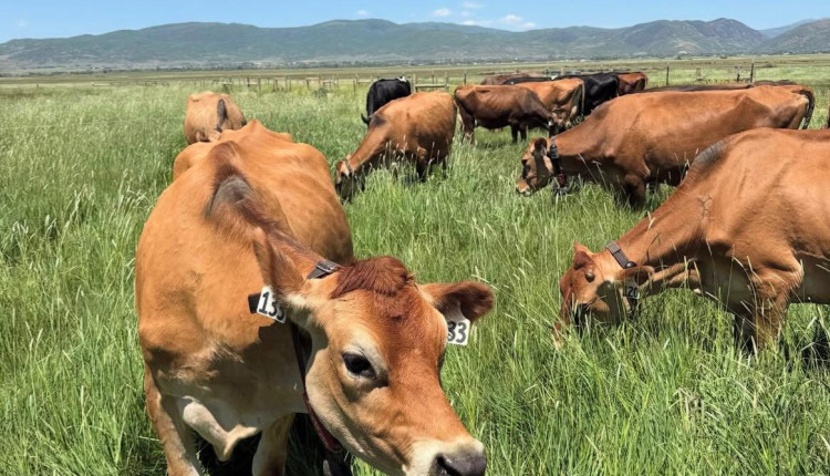 Ballerina Farm e a Raça Jersey: escolhida para impulsionar um negócio multimilionário