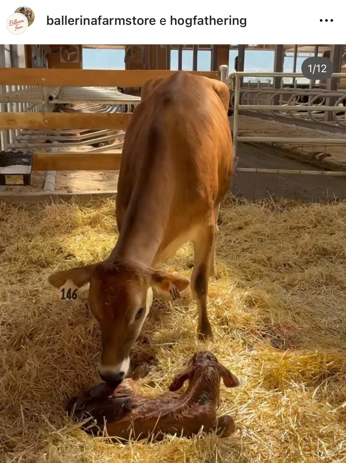 Ballerina Farm e a Raça Jersey: escolhida para impulsionar um negócio multimilionário