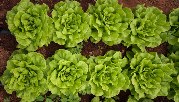 alface hortalica - horta - pequeno produtor - agricultura familiar - fotao