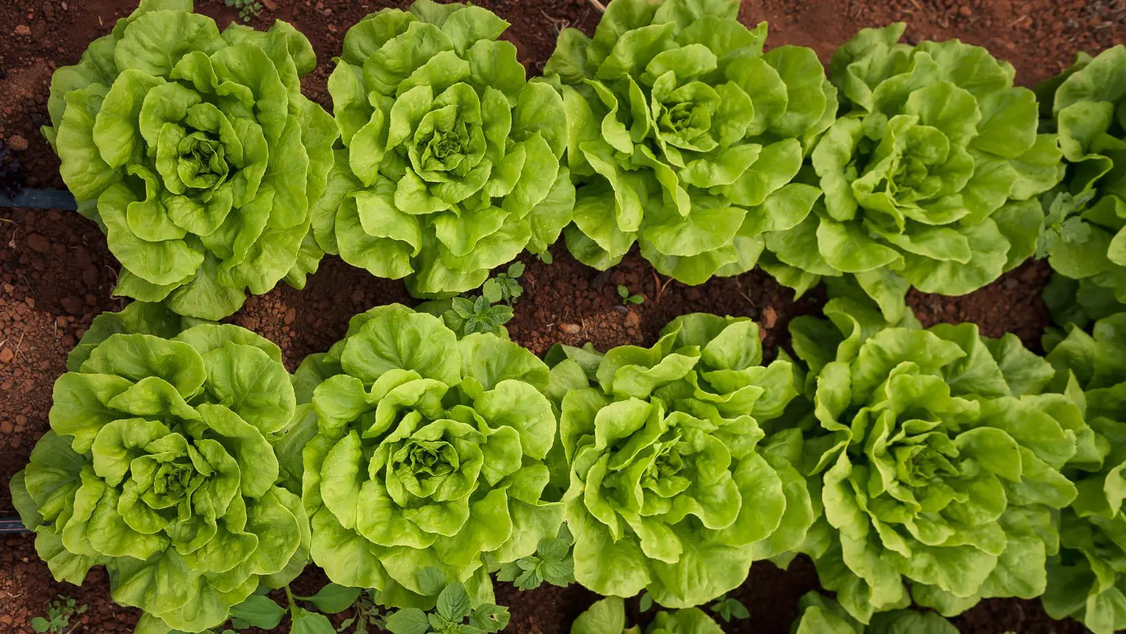 alface hortalica - horta - pequeno produtor - agricultura familiar - fotao